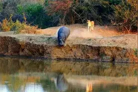 河马岸上遭遇狮子 被迫跳回河中逃过一劫 最后一图亮了图片