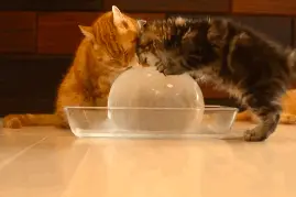 这是一个安静地看猫“舔冰块”就会凉快的故事！图片