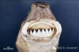 人怕鲨鱼，还是鲨鱼怕人？读了文章你就知道，恐怖的鲨鱼图片