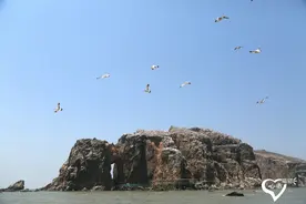 带着心情去流浪--探访海鸥王国海驴岛（一）风光篇图片