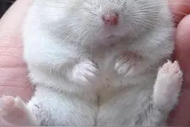 抓住一只小仓鼠，怎么这么萌！图片