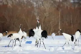 丹顶鹤为吸引伴侣 大秀舞资并发出嘹亮的鹤鸣图片