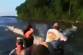 美国五大湖鲤鱼泛滥成灾 捕鱼者被水里跳出来的鱼群殴！视频封面
