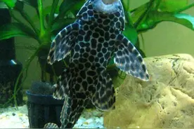 水族里清洁能力超强的清洁鱼，你知道几种？图片