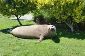 海象突然想拜访一下岛上的居民，不过大家都被它带来的礼物吓到了图片