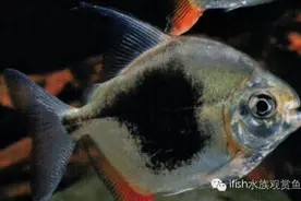 史上最热最全的银板鱼图片