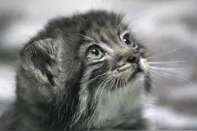 它号称世界上最凶猛的猫，长大后的样子不输老虎豹子图片