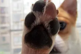 如果家中的狗狗出现这样的状况，你是不是知道原因图片