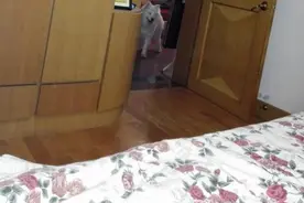 一个普通人家的萨摩耶故事，真的好可爱，不信你看图片