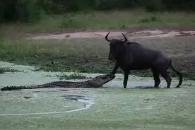 角马痛失前腿从鳄鱼口中挣脱，没想到又发生这件事图片