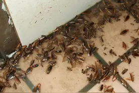 日常生活中的六种小动物，即可恨又令人因怕而敬畏！尤其最后一种图片