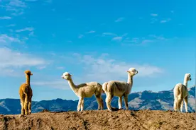 天妒英才!十二生肖里的四大短命鬼图片