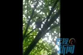 科普|昨天被发现的疑似“大熊猫”是红白鼯鼠 这究是什么动物？图片