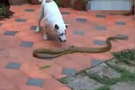 大蛇意外进入民宅，没想到小狗如此勇猛，结局超悲惨的！图片