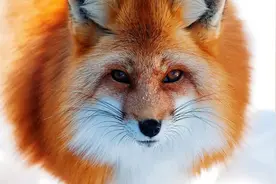 爱玩开心消消乐的你，对它了解多少？图片