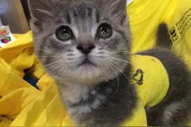 猫坚强上演人生奇迹，流浪动物遭车撞后谁来负责图片