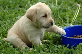 高手告诉大家如何喂养拉布拉多？图片