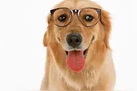 四大 镇宅旺主的灵性宠物，想人旺财旺就必须看看图片