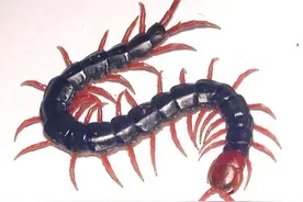 杨女士聚会在饭菜里发现一条蜈蚣，接下来厨师长的举动惊动所有人图片