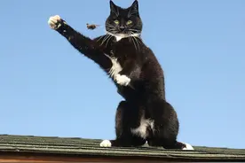 猫咪将它逮到的老鼠抛来抛去，玩弄于股掌之间图片