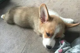 一只靠睡觉走红的柯基，深受粉丝们的喜爱图片