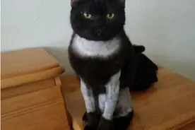 猫咪被主人带去理发，没想到剃出新造型：平添了一件小背心！图片