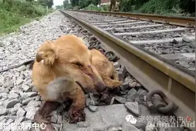 狗狗被火车压断腿瘫倒在道边等死，当志工抱起它时这目光让人感动图片