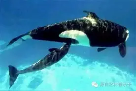 你知道鲸宝宝在水里是怎么吃奶吗图片