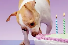 原来狗狗吃甜食，危害竟然这么大！图片