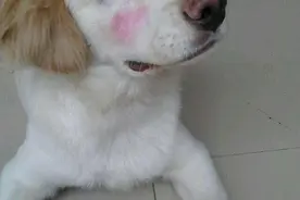 ​家里有一只臭美的狗狗是什么样的体验？每天等它化妆图片