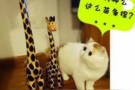 枫糖浆听说过吗？他能帮你变年轻，仿佛回到童年图片