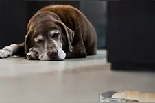 我家狗吐出虫子，应该怎么办？图片