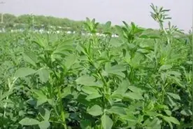 你知道苜蓿菜的滋味吗？图片