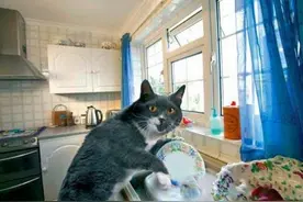 要是我也有一只这样的猫管家该有多好啊，啥活都能干图片
