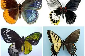 雌雄同体的9种动物：被最后一种亮瞎！图片