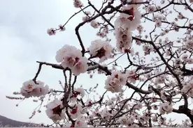蒙阴旧寨杏花节就要开幕了！一起去赏花吧图片