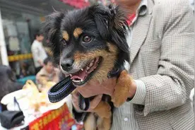 小心！犬伤进入高发期 市区一只流浪狗连伤25人图片