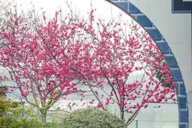 常州圩墩千株桃花盛放“人面桃花相映红”图片