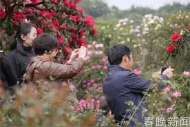 许你一个“花花世界” 曲靖麒麟东山万亩杜鹃红艳艳图片