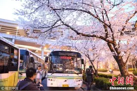 上海网红公交车站樱花烂漫 市民扎堆赶来拍摄图片