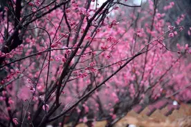 阳春三月万花开 长沙踏春赏花攻略大盘点图片