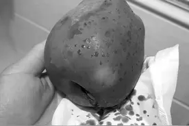 实验结果 苹果真的“流血”了图片