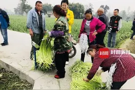 来川西平原体验打蒜苔 全部免费送给你图片
