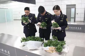 旅客从日本带370株植物种苗被截获，数量为河南史上之最！图片