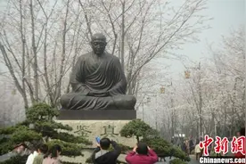 扬州鉴真路樱花大道千余株樱花竞相绽放图片