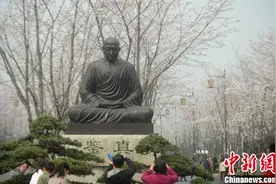 扬州鉴真路樱花大道千余株樱花竞相绽放图片