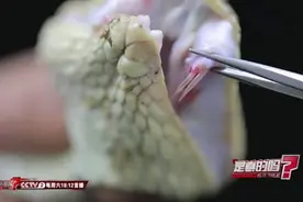 趣味小科普：毒蛇拔掉毒牙 依然有毒！图片