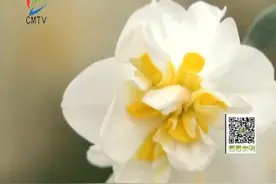 凋谢的水仙不要扔，球根埋土能重生！水仙“二度开花秘籍”拿走不谢图片