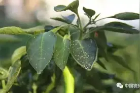 植保｜辣椒叶片上有白色小虫怎么办？教你轻松防治！图片