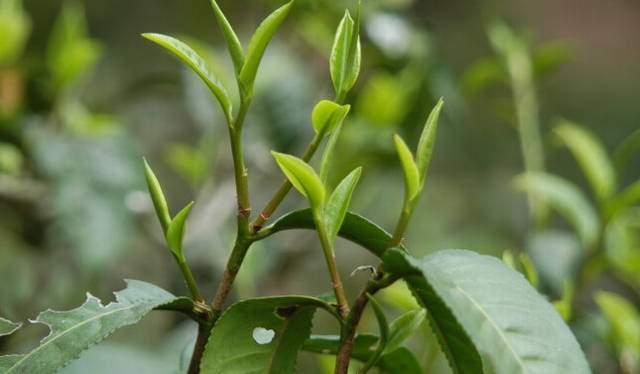 茶叶中的氨基酸有什么功效?